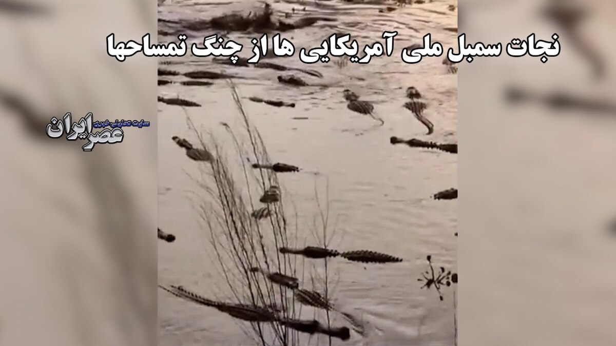 نجات عقاب سرسفید توسط کشاورز شجاع فلوریدایی