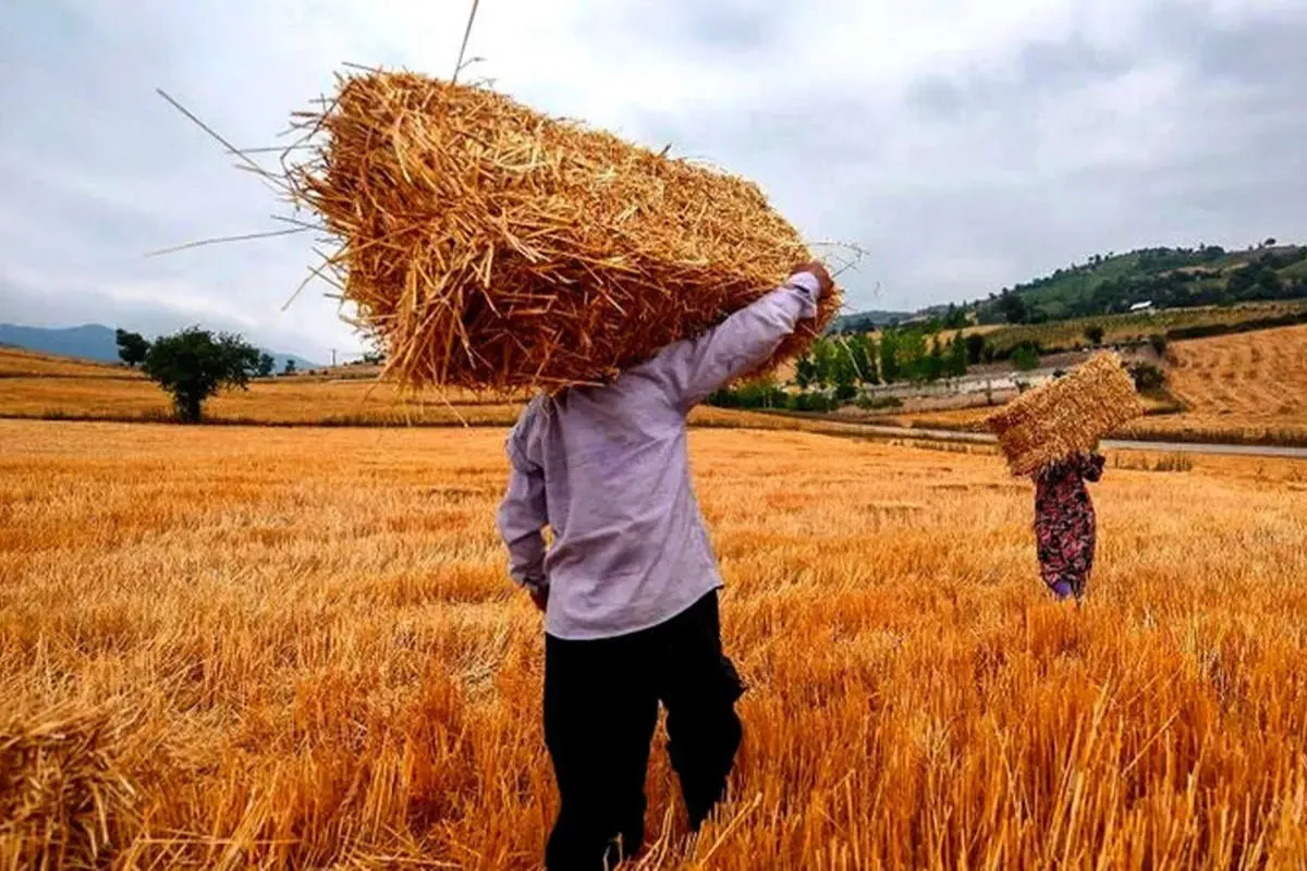 پرداخت مرحله‌ای مطالبات؛ قدم اول جلب اعتماد تولیدکنندگان