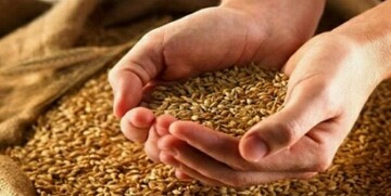 پرداخت مطالبات گندمکاران به زودی انجام میشود