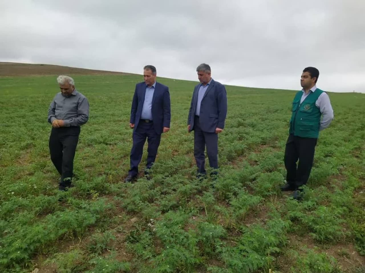 رشد خیره‌کننده سطح زیرکشت و تولید نباتات علوفه‌ای در آذربایجان شرقی