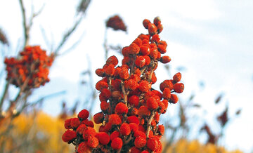 سماق؛ گیاهی باستانی با خواص درمانی فراوان