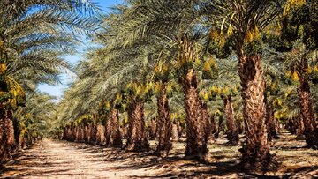 جشن خرما در بم: افزایش تولید و صادرات، توسعه گردشگری و جذب ۵۰۰ هزار گردشگر در کویر لوت