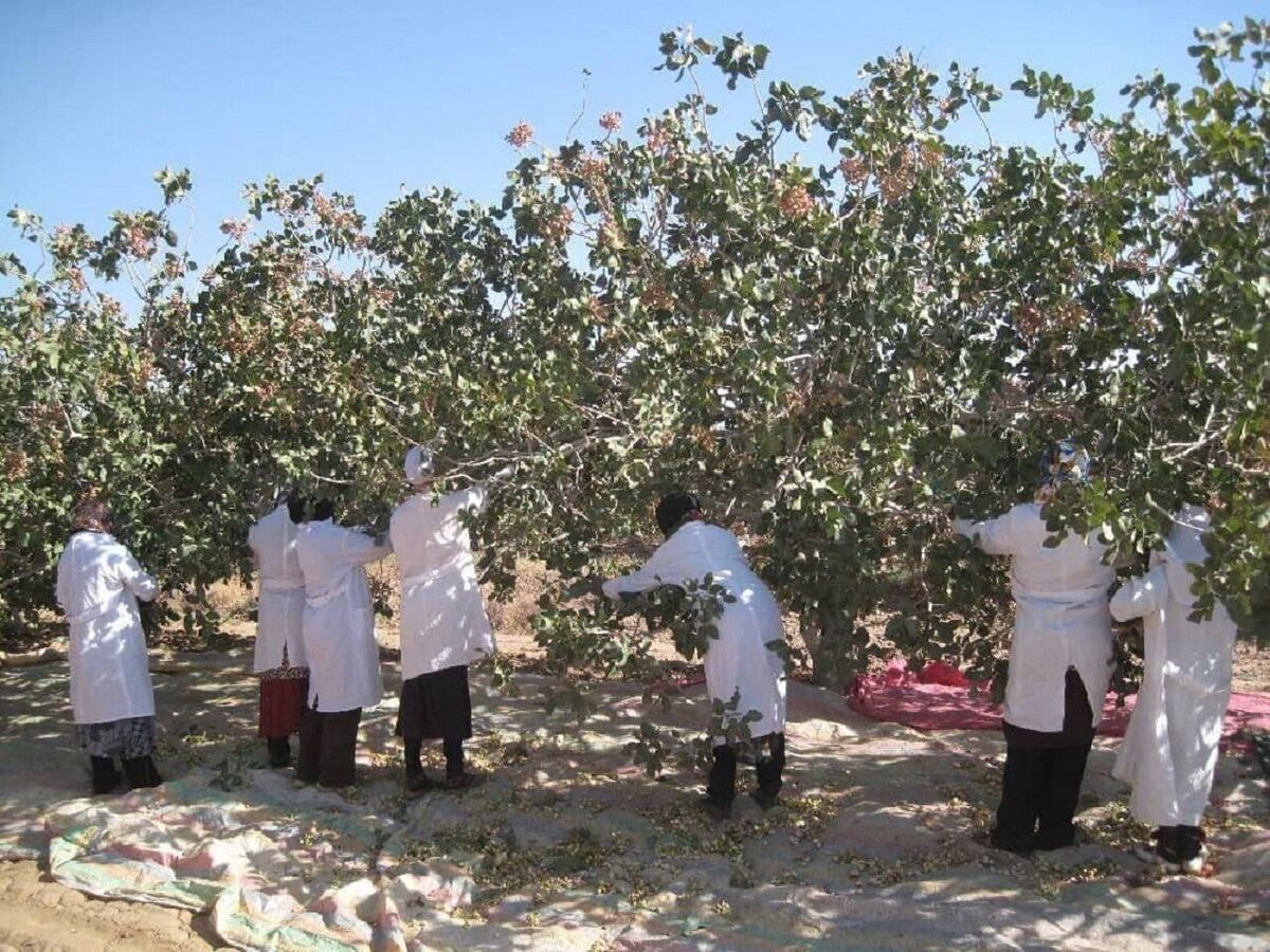 برداشت ۱۰ هزار تن پسته خشک در رشتخوار؛ چالش‌های ارزی و فرآوری در قطب پسته خراسان