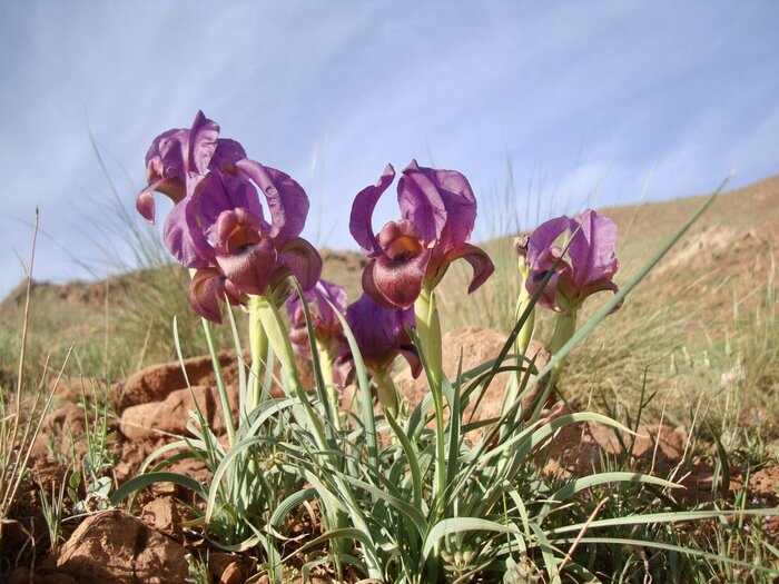 تصویری از زنبق بنفش سرخاب