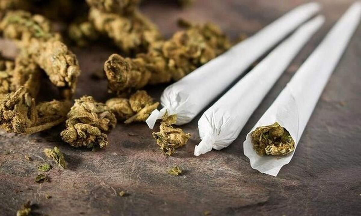 هشدار پلیس درباره مخدر گل: عوارض خطرناک و غلظت ۸۰ درصدی THC در مواد صنعتی