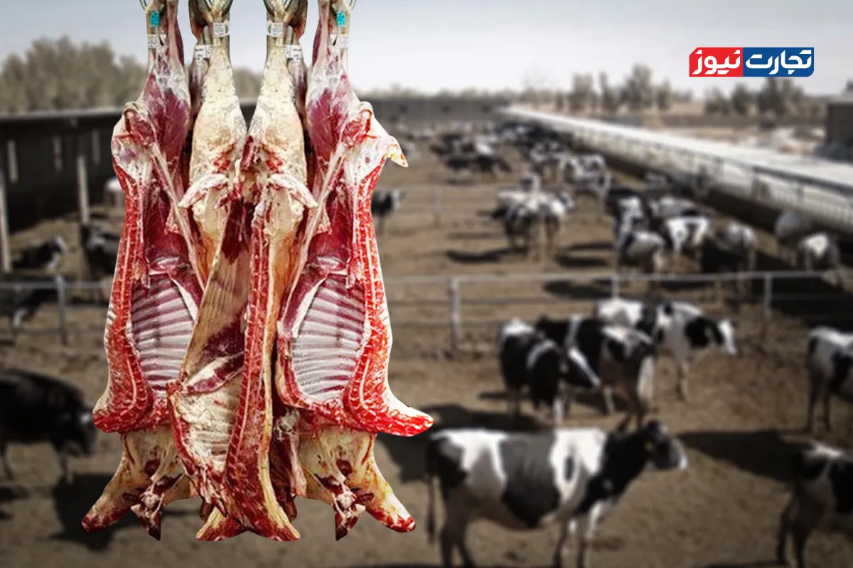 بحران در بازار گوشت: دامداران ناچار به فروش دام، احتمال افزایش شدید قیمت در ۱۴۰۵