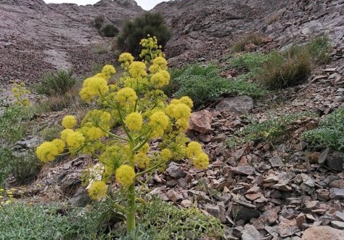 گیاه آنغوزه