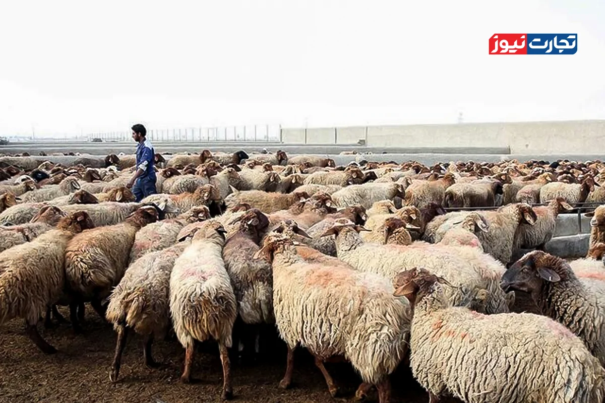 تحولات بازار دام زنده ایران؛ از جهش قیمت تا کاهش قاچاق و تشدید نظارت‌ها