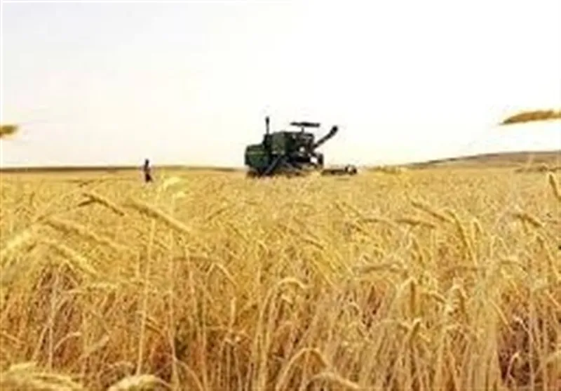 هشدار جهاد کشاورزی بوشهر: افزایش خطر بیماری‌های قارچی در مزارع گندم و جالیز