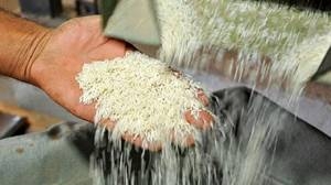 کشف ۲۴ تن برنج قاچاق به ارزش ۵۰ میلیارد ریال در شهرضا