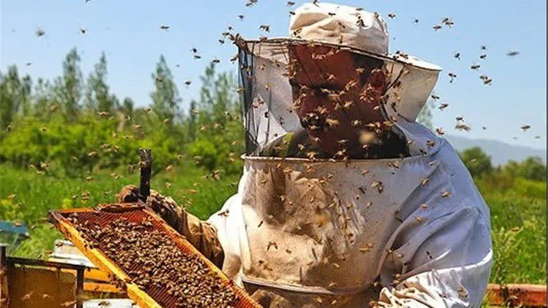 نقش کلیدی زنبورداری در اقتصاد و اشتغال‌زایی خراسان شمالی