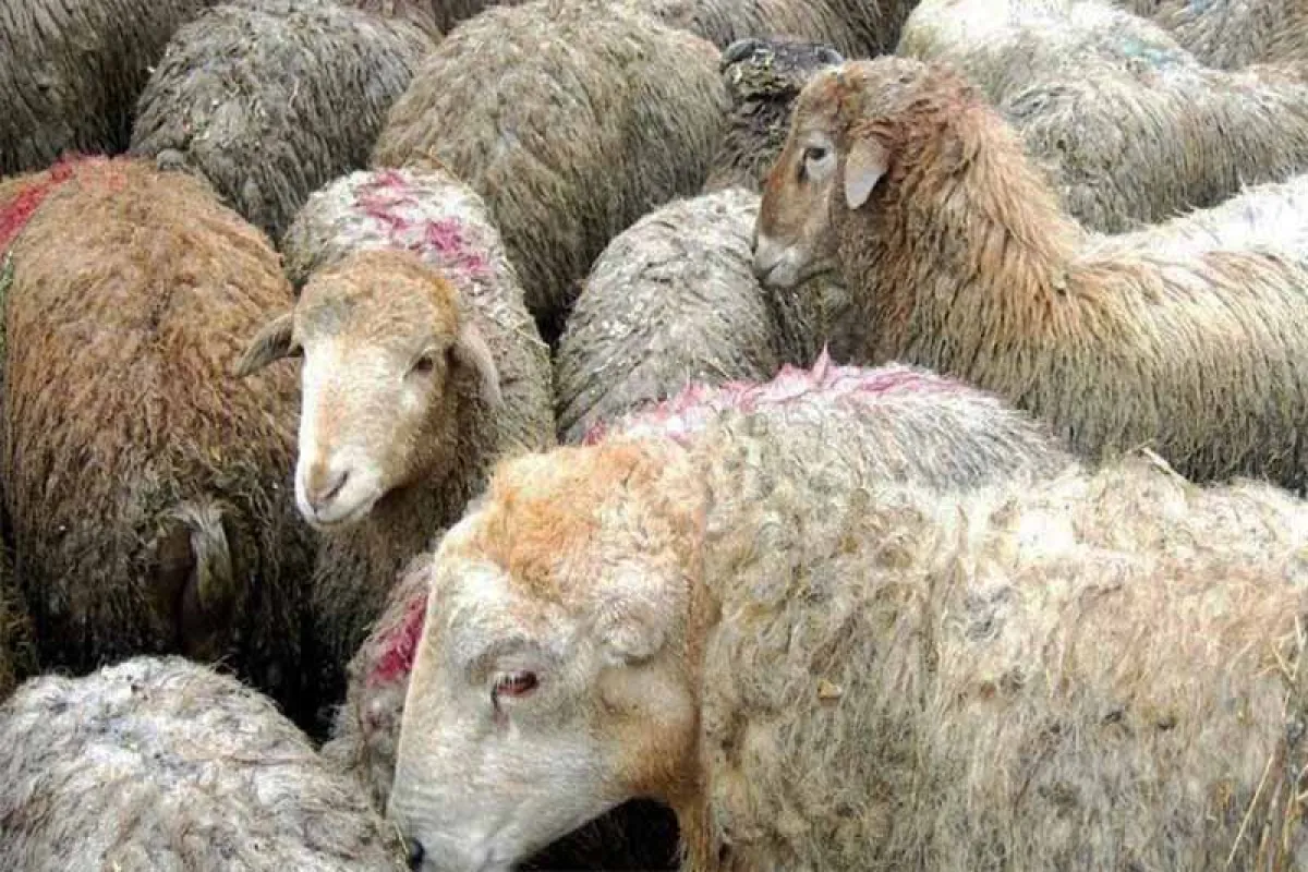 مشکلی در عرضه دام وجود ندارد؛ کاهش مصرف گوشت قرمز و لزوم حمایت از تولیدکنندگان