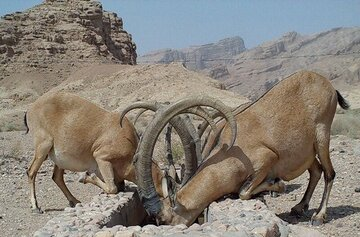 مدیریت آبشخورها در مناطق حفاظت شده