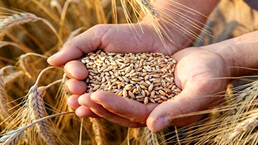 پیش‌بینی تولید ۸۵ هزار تن گندم و ۳۵ هزار تن جو در اسدآباد همدان