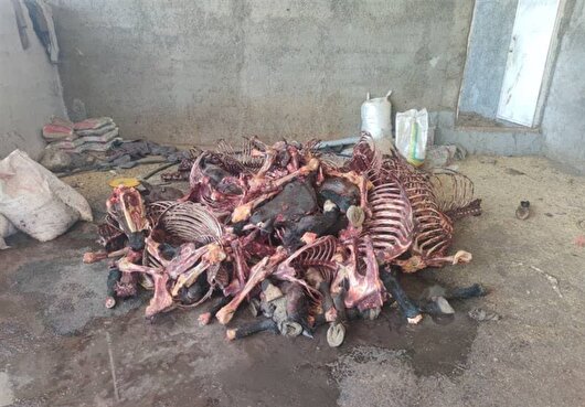 کشف یک تن گوشت اسب ذبحشده و دستگیری ۳ متهم در محور سنندج ـ تهران